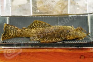 Ancistrus malacops