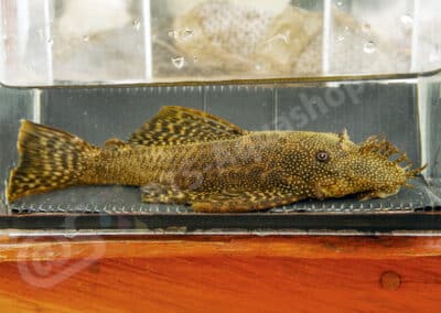 Ancistrus malacops (Cope, 1872)