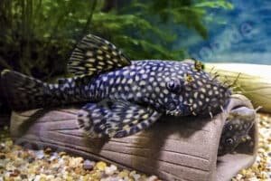 Ancistrus maldonadoi