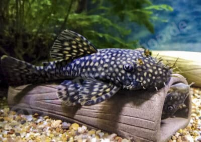 Ancistrus maldonadoi (L509) Bifi & Ortega, 2020