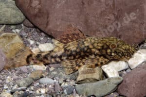 Ancistrus marcapatae