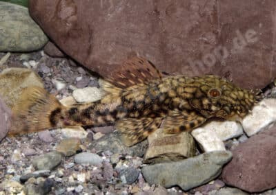 Ancistrus marcapatae (L505)