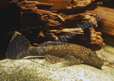 Ancistrus martini Schultz, 1944