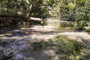 Ancistrus mattogrossensis