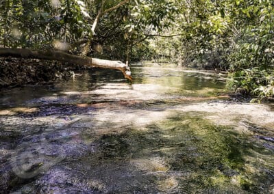 Ancistrus mattogrossensis Miranda Ribeiro, 1912