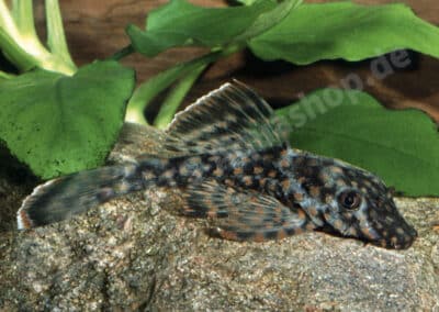 Ancistrus maximus (L110) Oliveira, Zuanon, Zawadzki & Rapp Py-Daniel, 2015