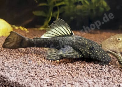 Ancistrus megacanthus Widholzer, Borsoi, Reis & Lehmann, 2024