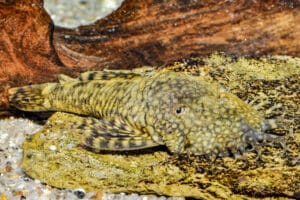 Ancistrus megalostomus