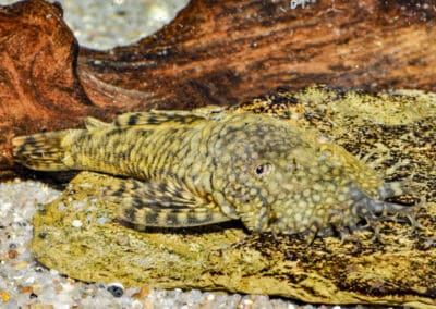 Ancistrus megalostomus Pearson, 1924