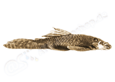 Ancistrus minutus Fisch-Muller, Mazzoni & Weber, 2001