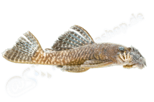 Ancistrus miracollis