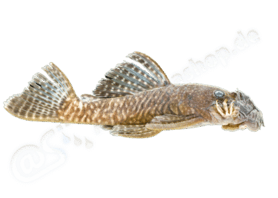 Ancistrus miracollis Bifi, Oliveira & Rapp Py-Daniel, 2019