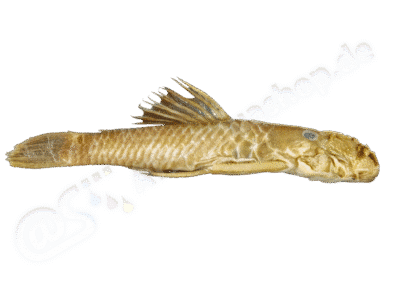 Ancistrus montanus (Regan, 1904)