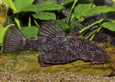 Ancistrus mullerae Bifi, Pavanelli & Zawadzki, 2009