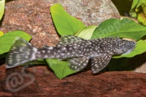 Ancistrus multispinis