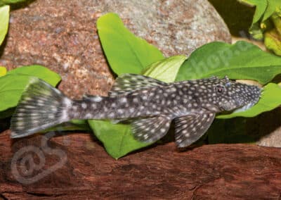 Ancistrus multispinis (Regan, 1912)