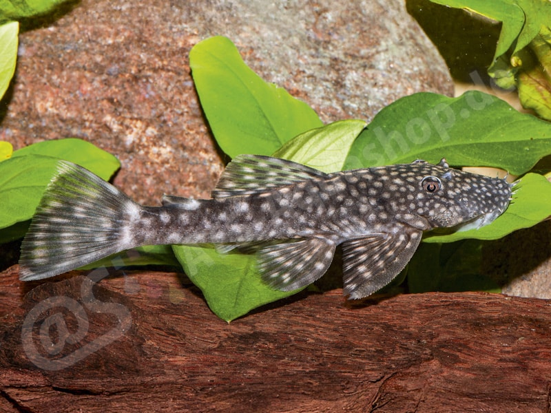 Ancistrus multispinis