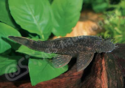 Ancistrus nudiceps (L304)