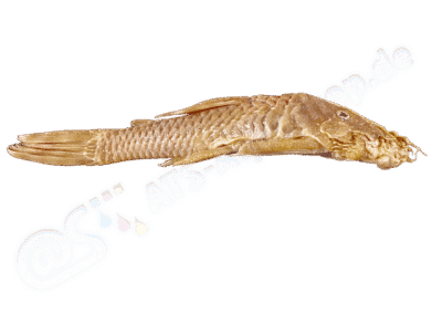 Ancistrus occloi Eigenmann, 1928