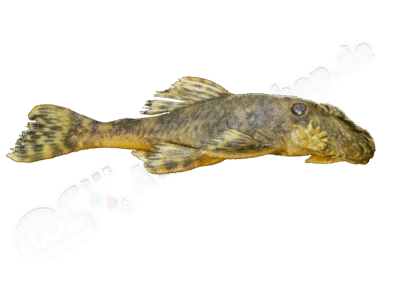 Ancistrus parecis Fisch-Muller, Cardoso, da Silva & Bertaco, 2005