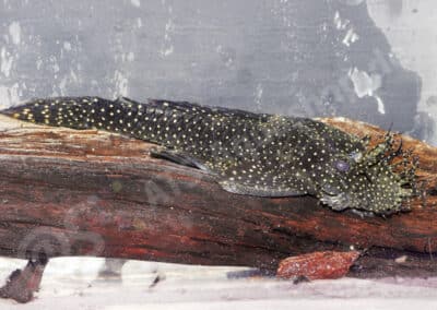 Ancistrus patronus Souza, Taphorn & Armbruster, 2019