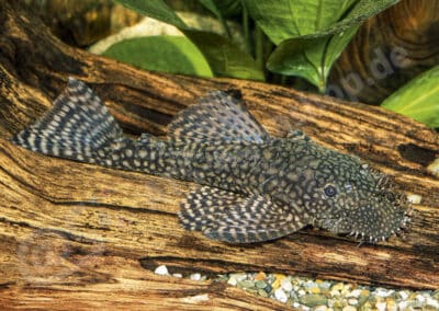 Ancistrus pirareta (LDA053) Muller, 1989