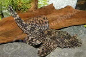 Ancistrus piriformis