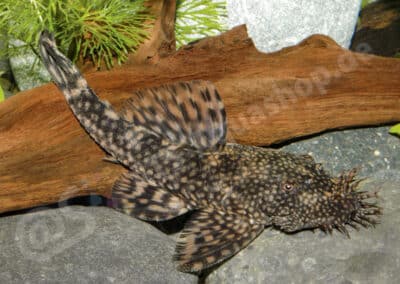 Ancistrus piriformis Muller, 1989