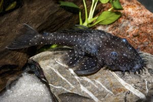 Ancistrus ranunculus