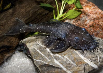 Ancistrus ranunculus (L034) Muller, Rapp Py-Daniel & Zuanon, 1994