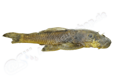 Ancistrus reisi Fisch-Muller, Cardoso, da Silva & Bertaco, 2005