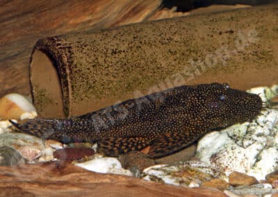 Ancistrus saudades Souza, Taphorn & Armbruster, 2019