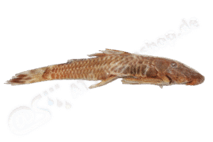 Ancistrus sericeus