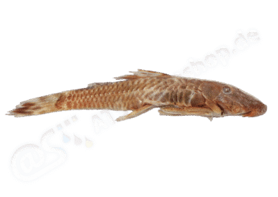 Ancistrus sericeus (Cope, 1872)