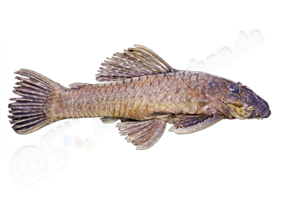 Ancistrus shuar Provenzano & Barriga Salazar, 2018