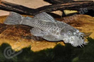 Ancistrus sp. (L 032)