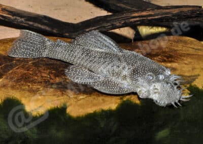 Ancistrus sp. (L032)