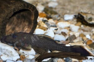 Ancistrus sp. (L 043)