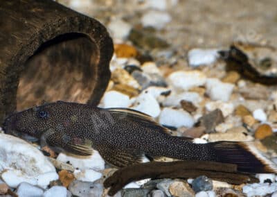 Ancistrus sp. (L043)