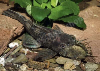 Ancistrus sp. (L045)