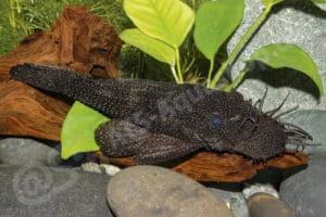 Ancistrus sp. (L 249)