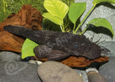 Ancistrus sp. (L181)