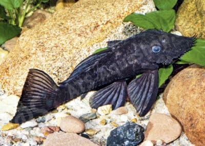 Ancistrus sp. (L088)
