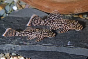 Ancistrus sp. (L 089)