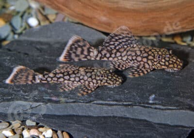 Ancistrus sp. (L089)