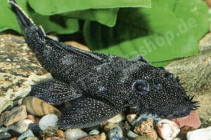 Ancistrus sp. (LDA 075)