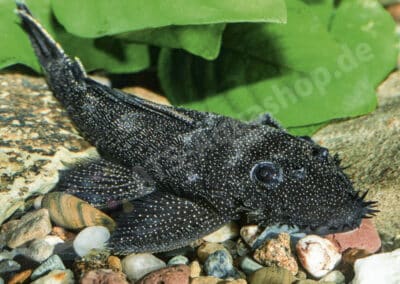 Ancistrus sp. (L100)