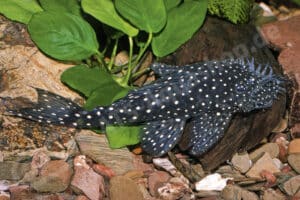 Ancistrus sp. (LDA 003)