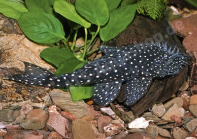 Ancistrus sp. (L184)