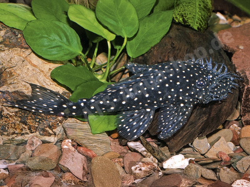 Ancistrus sp. (LDA 003)
